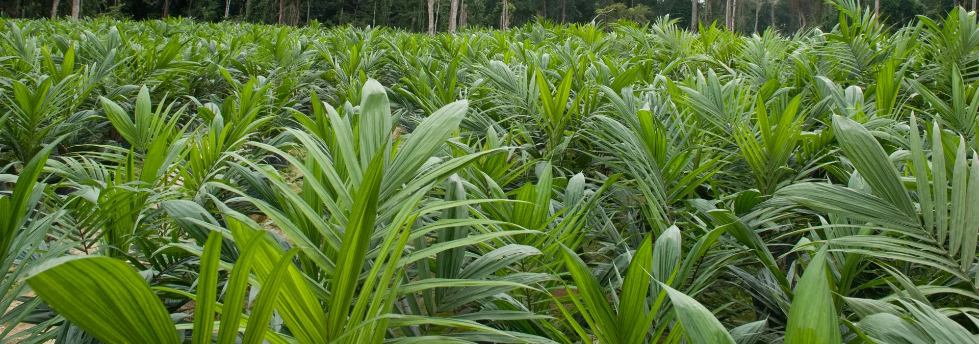 Palm Plantation